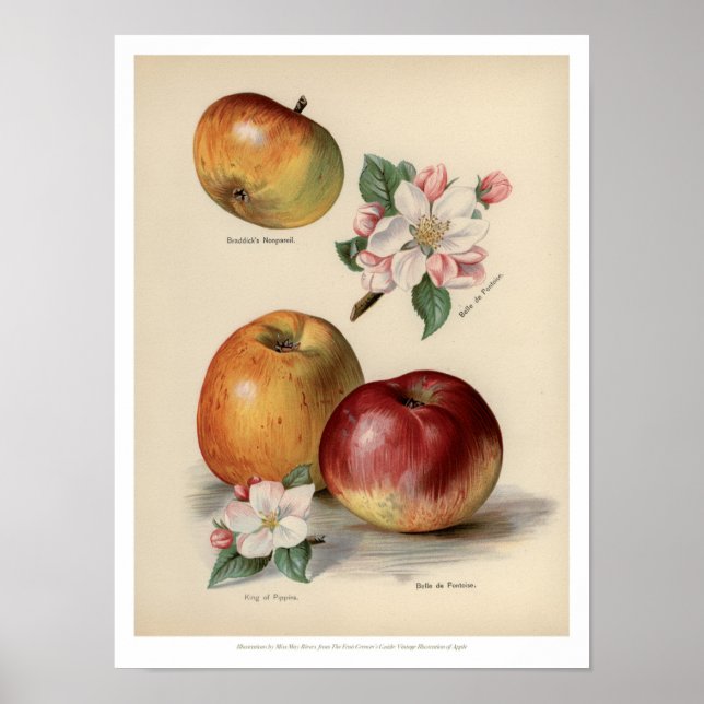 Äpple - Poster Vintage frukt (Framsidan)