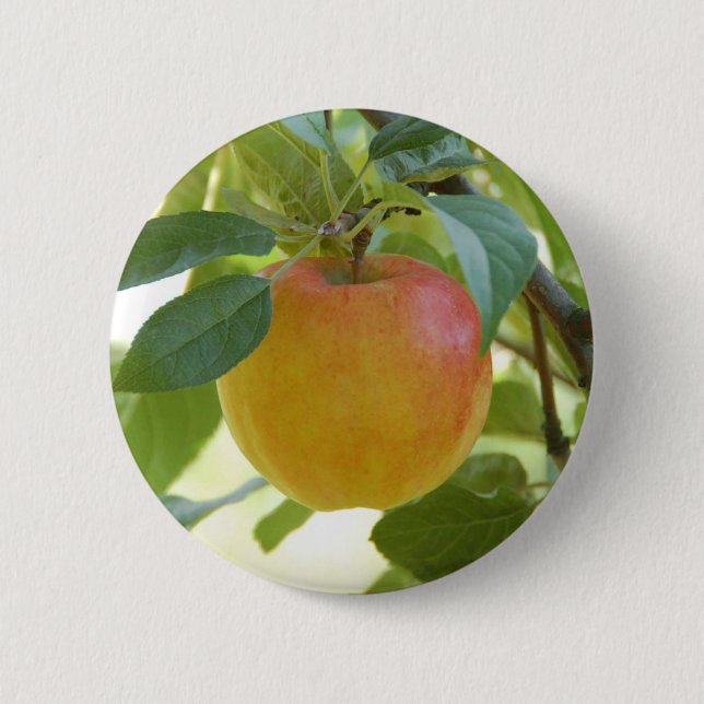 Apple Prima Knapp (Framsida)