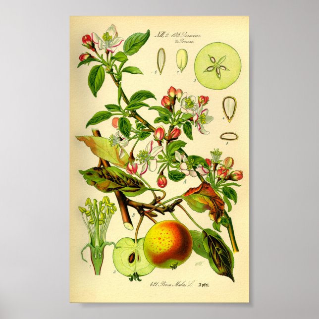 Äpple (Pyrus malus) Poster (Framsidan)