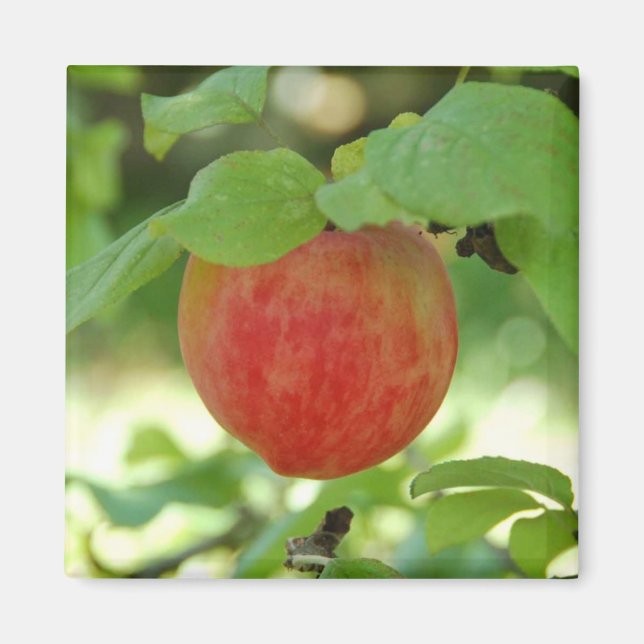 Apple Red Annanas - magnet (Framsidan)