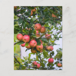 Apple Sauce Recipe Vykort