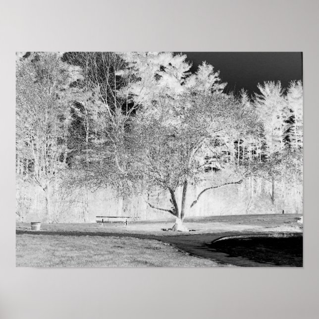 Äpple Träd - B&W Poster (Framsidan)