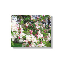 Äpple träd blommar.