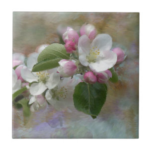 Apple Träd Blommar Kakelplatta