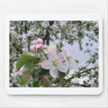 Apple-träd blommar