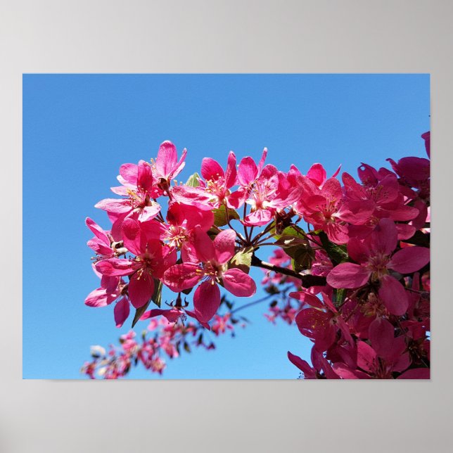 Äpple träd blommar. Rosa blommor. Poster (Framsidan)