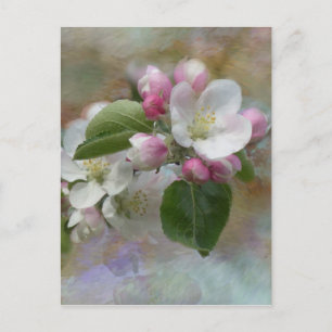 Apple Träd Blommar Vykort