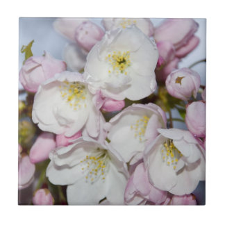 Apple Träd Blooms på Blå himmel Kakelplatta