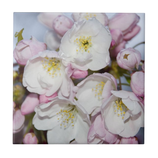 Apple Träd Blooms på Blå himmel Kakelplatta (Framsidan)