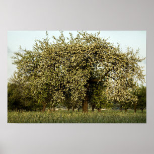 Apple träd i blom poster