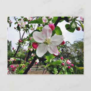 Äpple Träd i Blommar Vykort