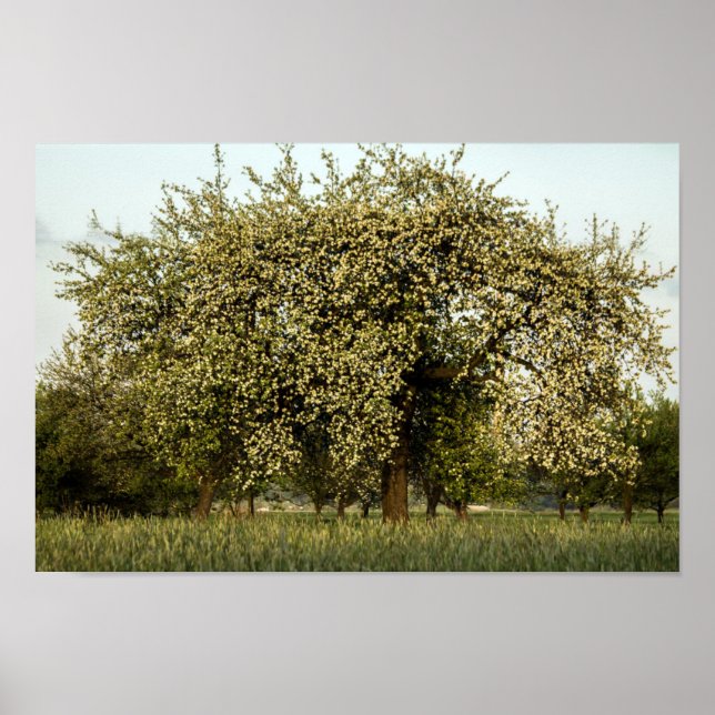 Äpple träd i blomning poster (Framsidan)