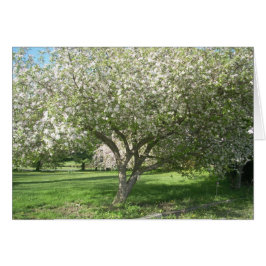 Apple Träd i Bloom Hälsningskort