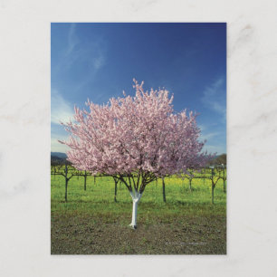 Apple träd i fält, Napa Valley, Kalifornien, Vykort