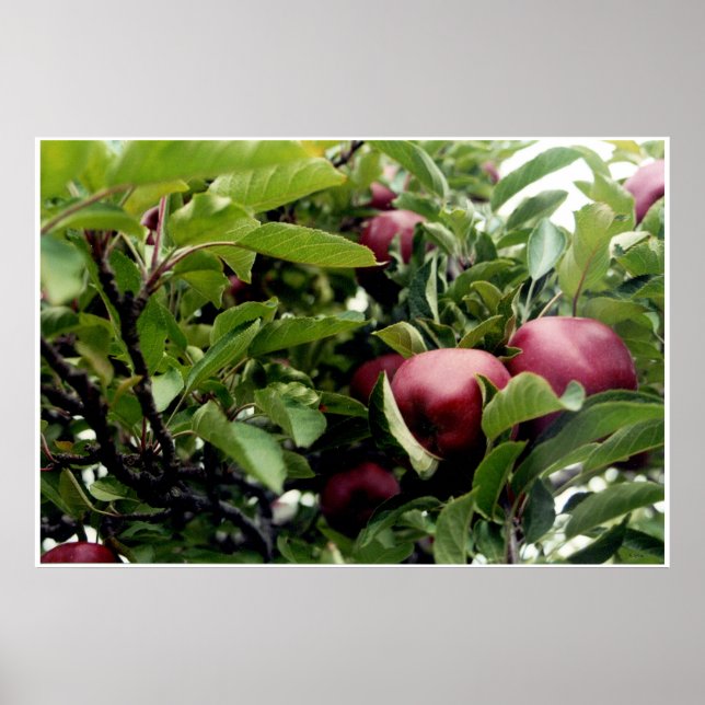 Apple Träd l Poster (Framsidan)