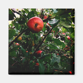 Apple träd magnet