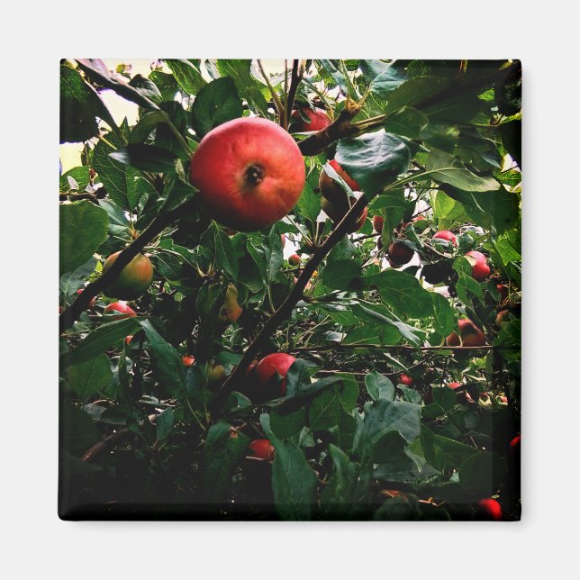 Apple träd magnet (Framsidan)