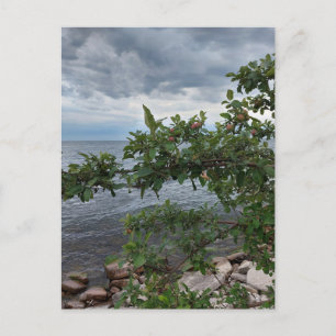 Apple Träd och Stormy Day on Sjö Vykort