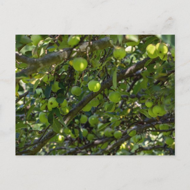Apple Träd Vykort (Framsida)