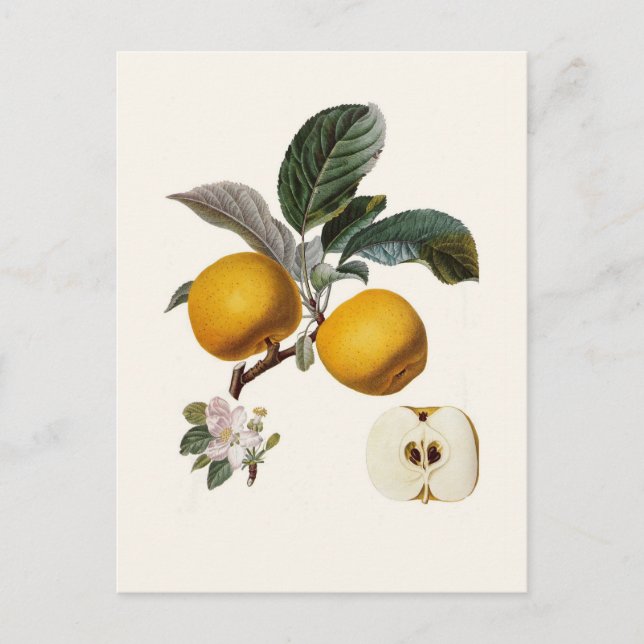 Äpple Vykort (Framsida)