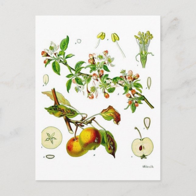 Äpple Vykort (Framsida)