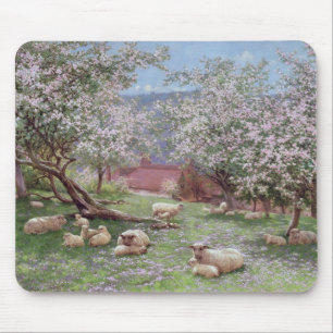 Appleblossom Musmatta