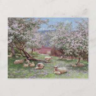 Appleblossom Vykort