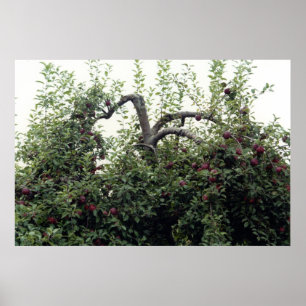 Äpplen från naturäpplen från Träd Träd Poster