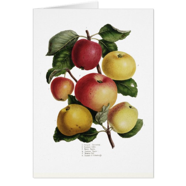 Äpplen Hälsningskort (Framsidan)