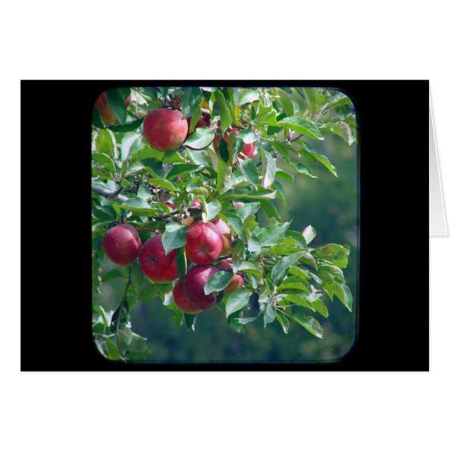 Äpplen Hälsningskort (Framsidan Horizontal)
