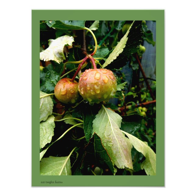 Äpplen i Fall Fototryck (Framsidan)