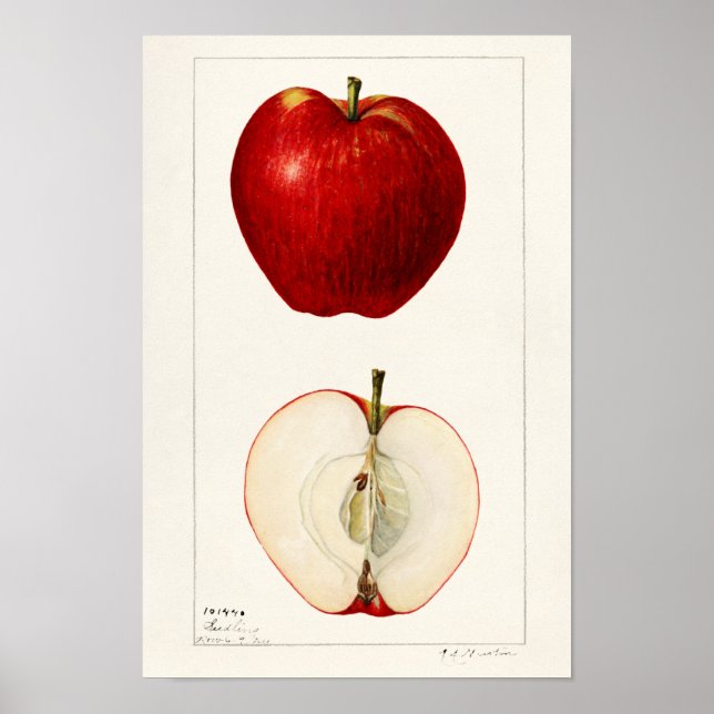 Äpplen (Malus Domestica) Färgmålning på frukt Poster (Framsidan)
