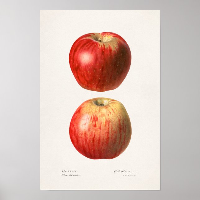 Äpplen (Malus Domestica) Färgmålning på frukt Poster (Framsidan)