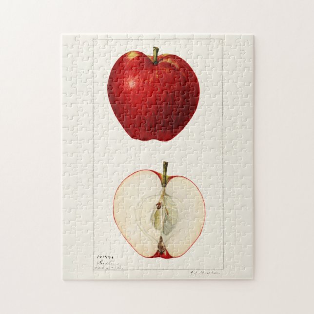 Äpplen (Malus Domestica) Färgmålning på frukt Pussel (Vertikal)