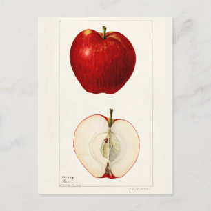 Äpplen (Malus Domestica) Frukt Akvarellmålning Vykort