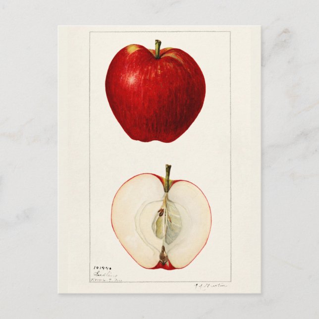 Äpplen (Malus Domestica) Frukt Akvarellmålning Vykort (Framsida)