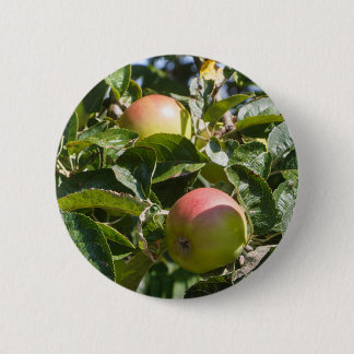 Äpplen mogna på ett äpple träd knapp