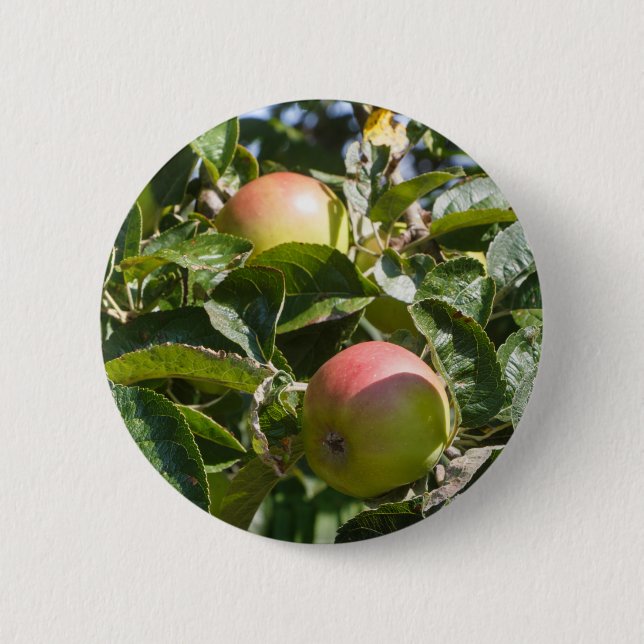 Äpplen mogna på ett äpple träd knapp (Framsida)