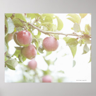 Äpplen på gren av tree.en poster