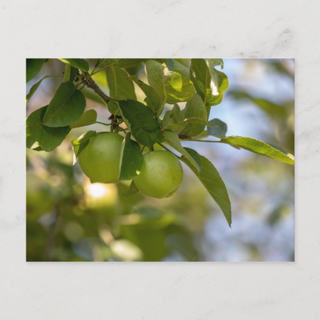 Äpplen på Gren Vykort (Framsida)