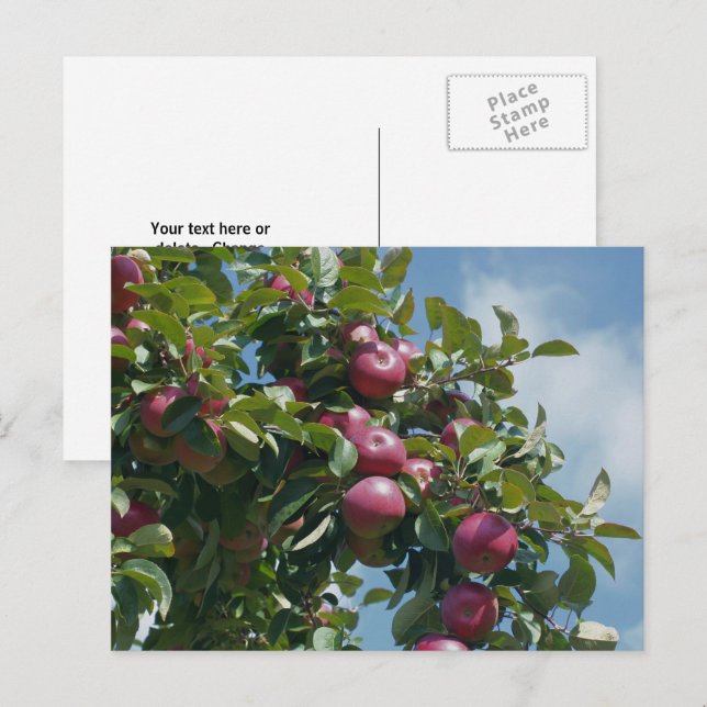 Äpplen På Trädet Natur Personligt Vykort (Fram/baksida)