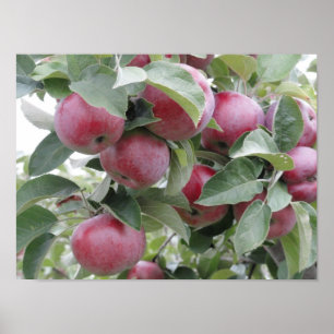 äpplen poster