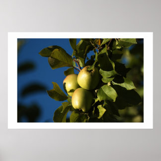 Äpplen Poster