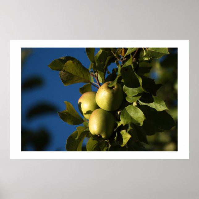 Äpplen Poster (Framsidan)