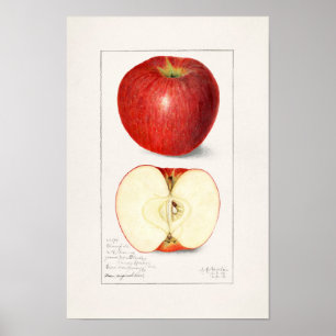 Apples 1908 av Amanda Almira Newton Poster