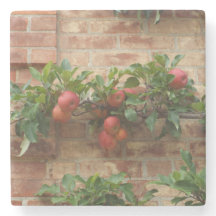 APPLES GROWING ON BRICK WALL ESPALIER