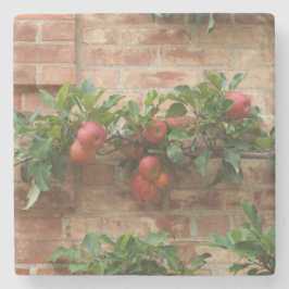 APPLES GROWING ON BRICK WALL ESPALIER UNDERLÄGG STEN