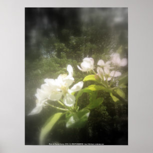 äpplet blomstrar #2, fokal- svartvitt poster