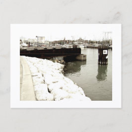 Approachable Wolf Post Card Print Vykort