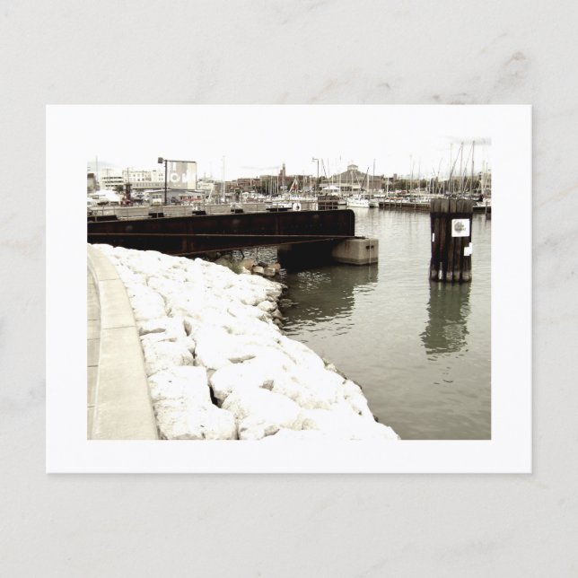 Approachable Wolf Post Card Print Vykort (Framsida)